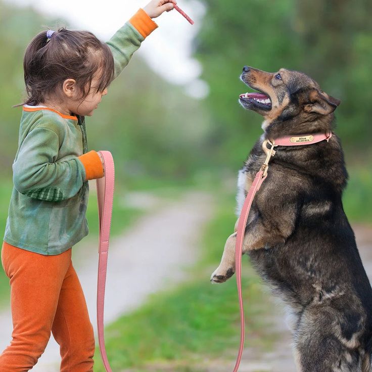 Key Principles of Pet Training