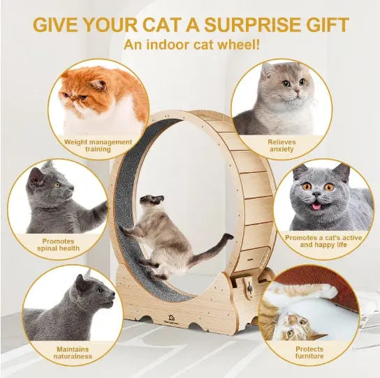 Cat Exercise Treadmill With Carpeted Runway My Store